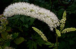 Black Cohosh