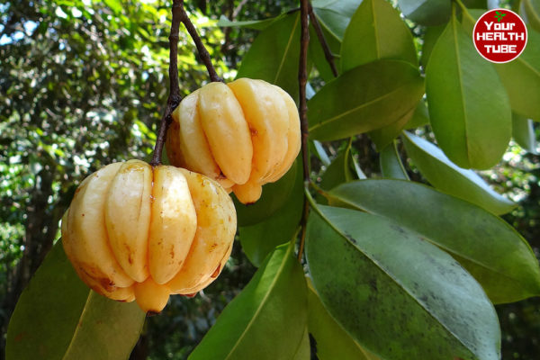 Garcinia Cambogia