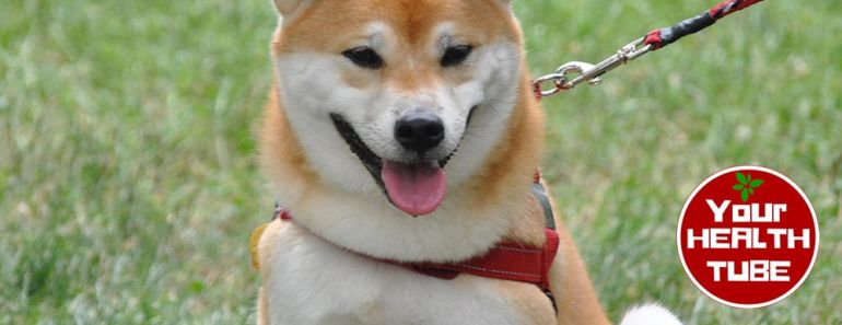 Health Benefits of Pets: Good for Your Mental & Physical Health