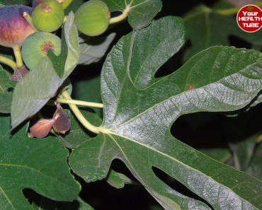 Fig Leaves: The Secret of Dealing with Diabetes and Triglycerides