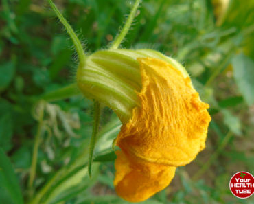 Pumpkin Flowers Nutritional Value + Italian Recipe