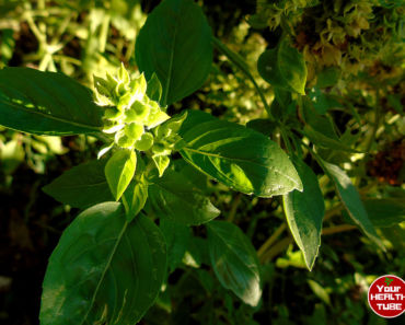 Basil Health Benefits: 9 Great Reasons to Use This Herb in Cooking