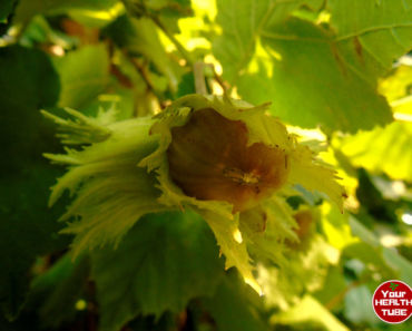 Italian Hazelnuts – The Staple in the Mediterranean Diet