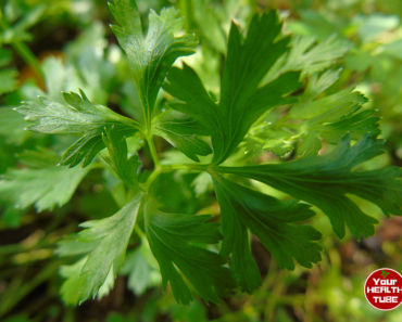 7 Amazing Health Benefits of Parsley