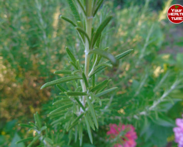 The Rosemary Revolution: 11 Astonishing Health Benefits and Memorable Flavors You Need to Know!