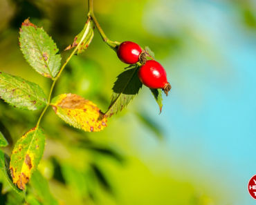 5 Health Benefits of Rose Hip