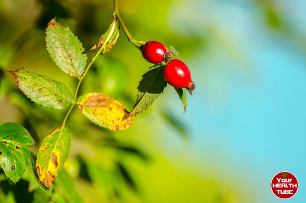 rose hip