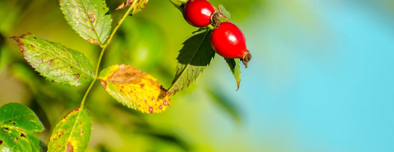 5 Health Benefits of Rose Hip