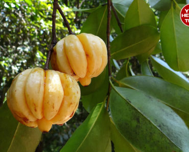 Garcinia Cambogia for Weight Loss: To Use or Not to Use?