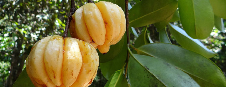 Garcinia Cambogia for Weight Loss: To Use or Not to Use?