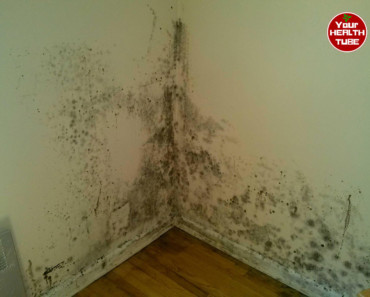 Mold Health Issues: How to Get Rid of Damp and Mold?