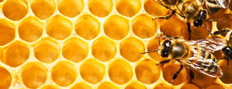 7 Eye-Opening Propolis Benefits: The “Bee-Glue” is The Clue for Good Health!