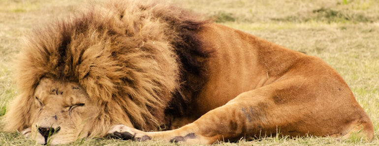 Tired of Snoring (or Your Partner’s)? These Home Remedies Actually Work!