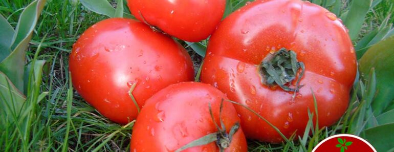 9 Awesome Health Benefits of Tomatoes 9 Awesome Health Benefits of Tomatoes