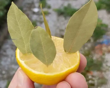 Why You Should Stick a Bay Leaf in a Lemon: The Effect Is Amazing!