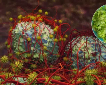 9 Nutrients to Destroy Cancer Stem Cells Before It’s Too Late