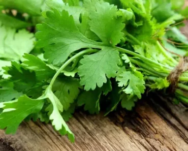 After Reading This You Will Never Look at Cilantro the Same Way