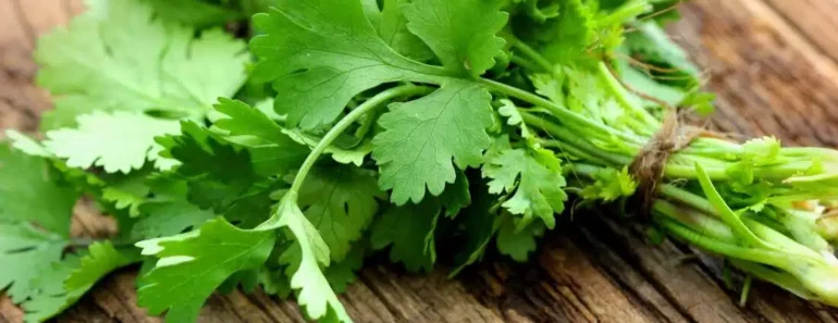 After Reading This You Will Never Look at Cilantro the Same Way