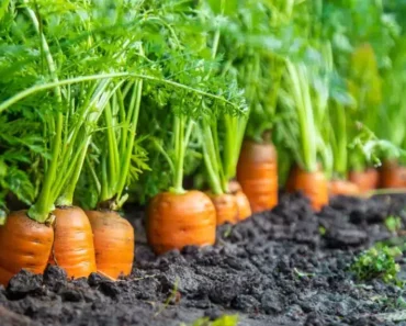 Don’t Toss Those Carrot Tops! – Find Out Their Hidden Health Benefits