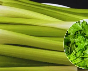 When You Eat Celery Every Day for a Week, Your Body Might Get These 14 Health Benefits