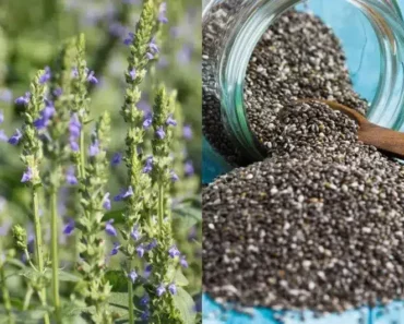 Unveiling the Health Benefits of Chia Seeds: A Nutrient-Rich Superfood and Its Versatile Uses