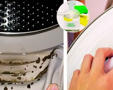 No One Knows That Toxic Mold is Hiding in Their Washing Machine! Here’s How to Get Rid of It