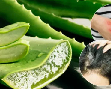 What Aloe Vera Does To Your Body: Why The Egyptians Called it The Plant of Immortality