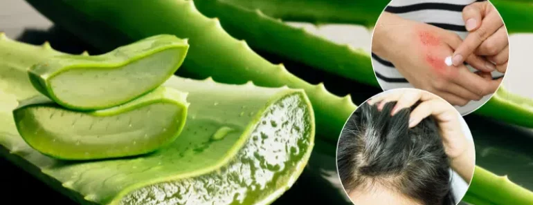 What Aloe Vera Does To Your Body: Why The Egyptians Called it The Plant of Immortality